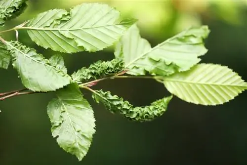 hornbeam-diseases-leaves-curl-up