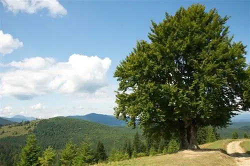 Hrab v suchých obdobiach: Ako sa môžete vyhnúť poškodeniu