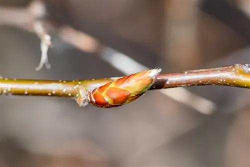 Hornbeam: Pag-unawa at mahusay na pag-promote ng mga bud shoots