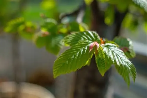 Haagbeuk op die balkon: wenke vir versorging en instandhouding