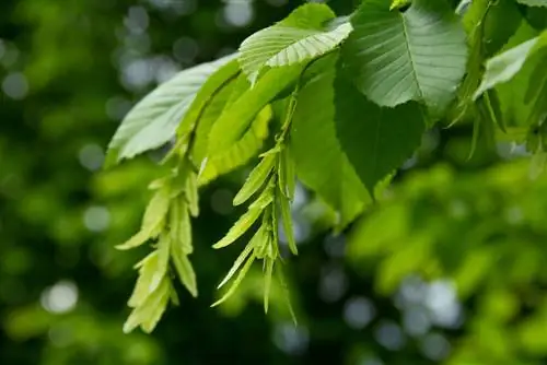 բոխի-ուտելի