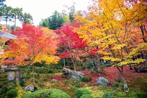 ginkgo puutarhan suunnittelu