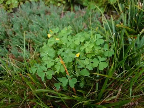 Recognize and effectively combat false clover