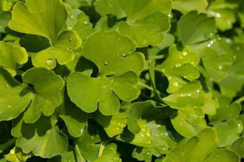 Les feuilles de ginkgo s'enroulent