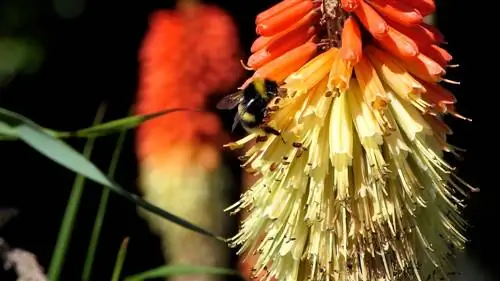 abeilles de lys de torche