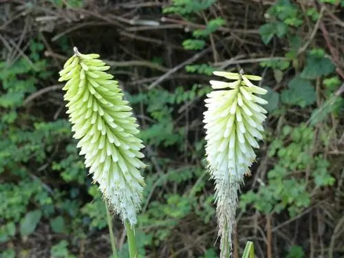 torch lily varieties