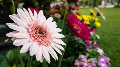 Gerbera: yil davomida guldastalarda yorqin ranglar