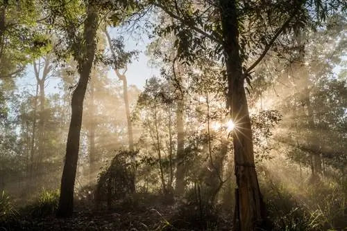 Eucalyptus Maksud: Pokok Suci Orang Asli