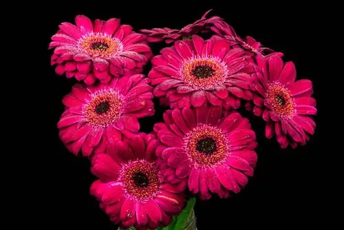 gerbera- ছোট