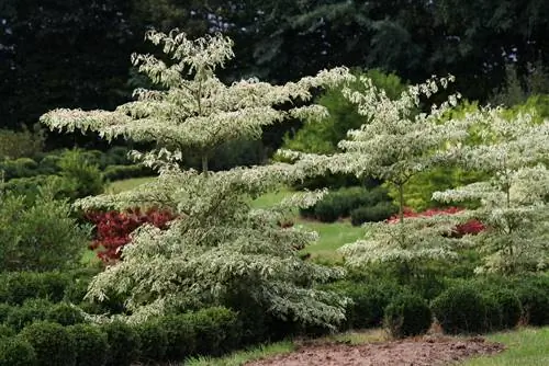 Даражалуу Dogwood сорттору: бакчадагы сулуулук жана көп түрдүүлүк