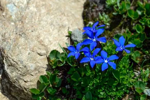 gentian հողի ծածկույթ