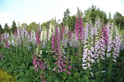 soiuri de foxglove