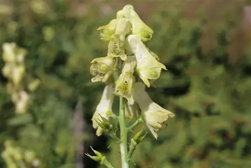 monkshood varianter