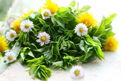 Tasty wild herbs & wild flowers: Which ones are edible?