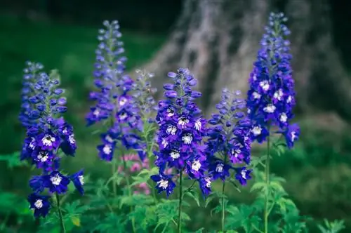 monnikskapachtige planten