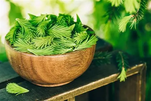 Comer abeto: descubre deliciosas recetas con agujas de abeto