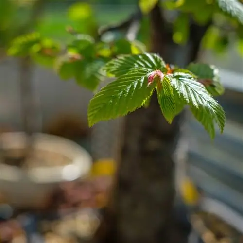 Hornbeam kwenye chungu: Hivi ndivyo unavyounda kivutio cha macho kwenye bustani