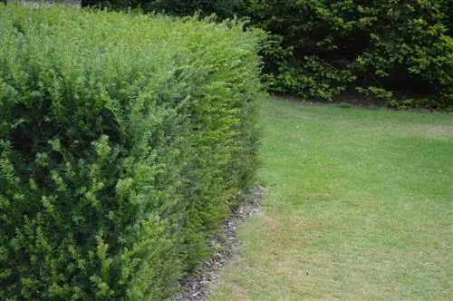 Yew hedge advantages and disadvantages