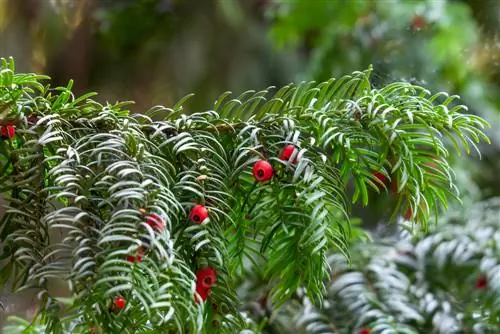 Tasso come conifera: cosa lo rende così speciale?