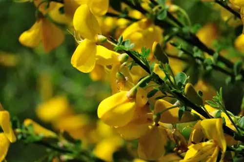 Pagkakaiba sa pagitan ng walis at forsythia