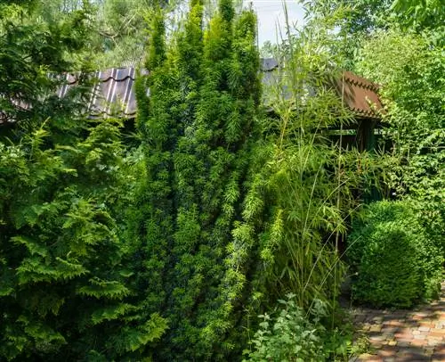 taxus-in-de-tuin