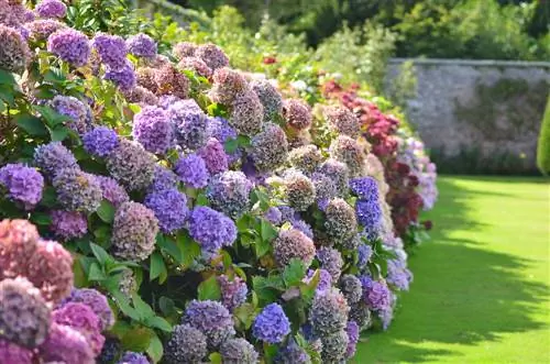 hydrangea hedge height