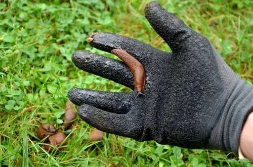 Scabiosis i puževi: Kako da zaštitim svoje biljke?