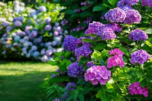 saison des hortensias