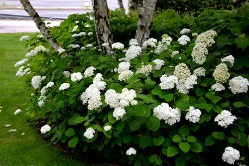 Muab cov ntoo thiab hydrangeas: Nov yog qhov koj tuaj yeem tsim lub vaj npau suav