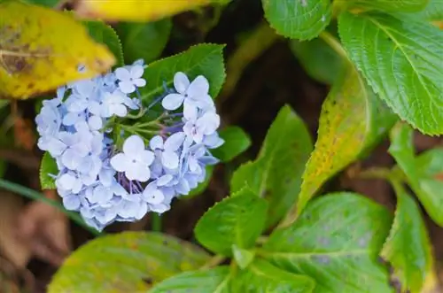 hidrangea kehilangan daun