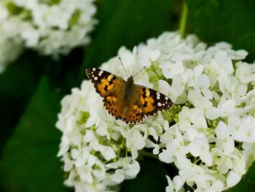 kupu-kupu hydrangea