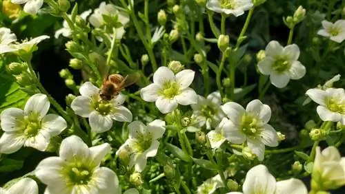 saxifrage bier