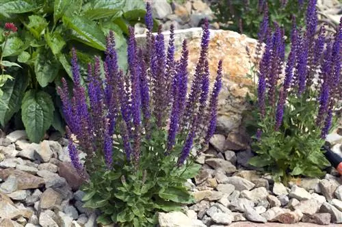 Salvia delle steppe: la distanza perfetta per un'aiuola fiorita