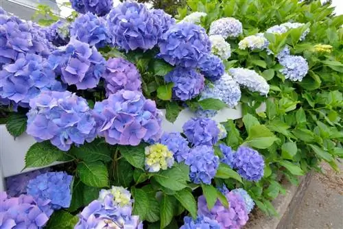 Kombinimi i dafinës së qershisë dhe hydrangeas - këshilla dhe ide