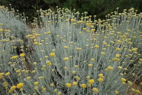 Flors de palla: verinosos per als gats o diversió inofensiva?