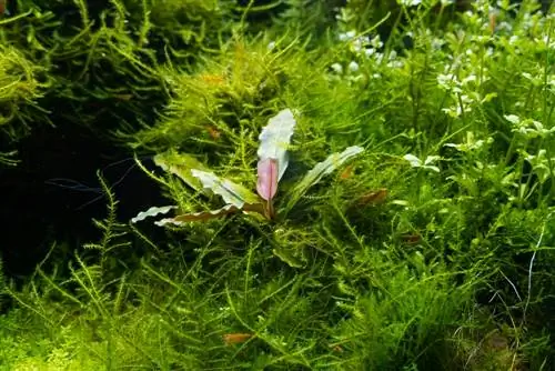 java moss เป็นวัสดุคลุมดิน