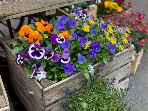 variedades de violetas cornudas