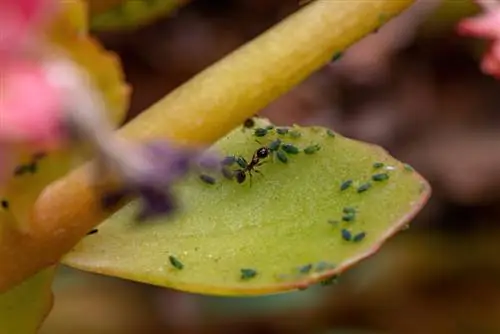 Hama Kalanchoe: kenali dan lawan dengan sukses