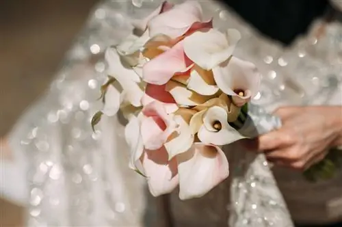 Calla nel bouquet della sposa: significato e idee di design