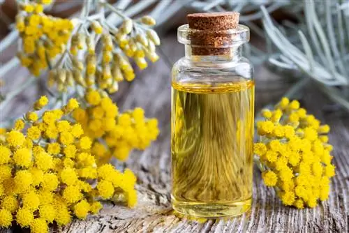 Olio di fiori di paglia: effetto e applicazione nella medicina naturale