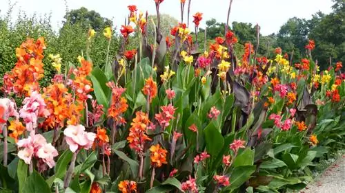 canna crosses