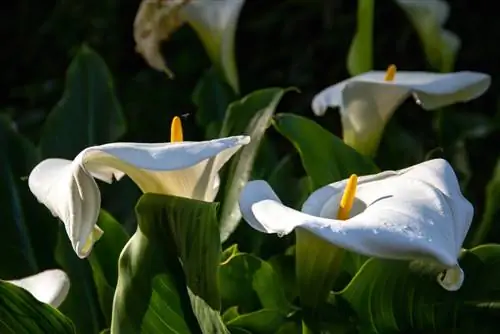 les fulles de calla estan podrides