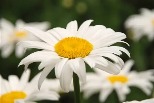 Marguerite: betekenis, symboliek en gebruik als cadeau