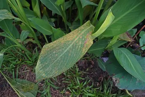 malattie della canna