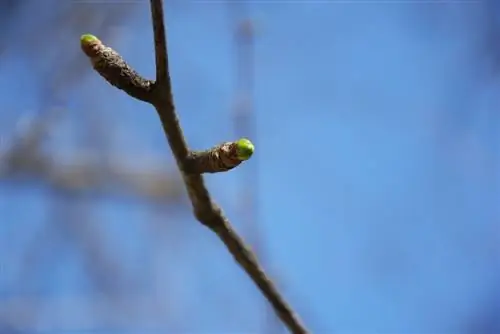 জিঙ্কগো কুঁড়ি