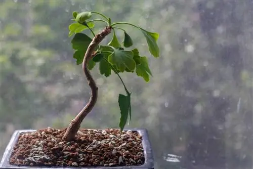 Feuilles de ginkgo suspendues