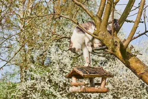 Protección del tronco de un árbol contra los gatos