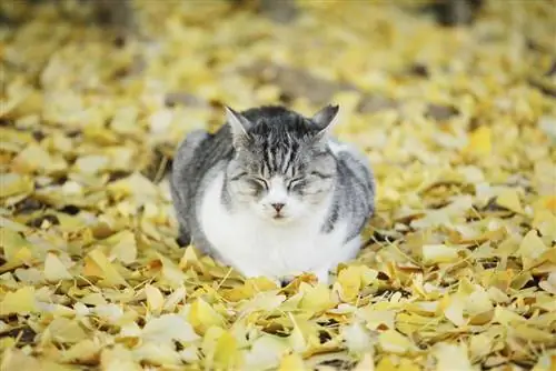 Ginkgo and cats: compatibility and possible risks