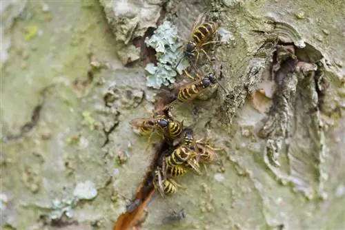 vespe nel tronco dell'albero