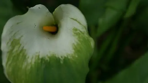 calla-blomme-word-groen